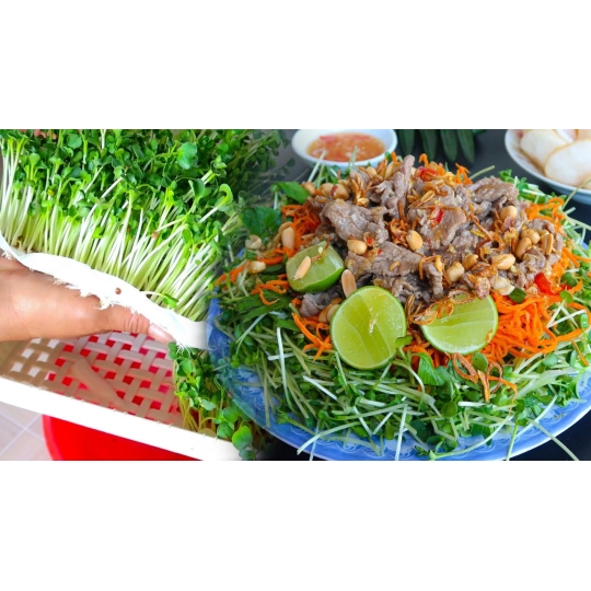 BẮP BÒ CẢI MẦM