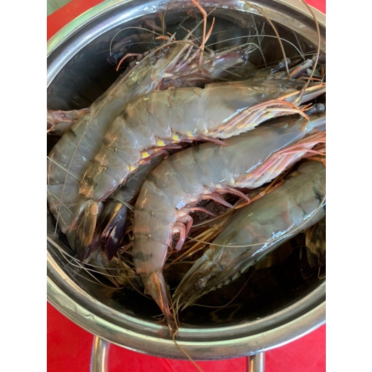 TỐM SÚ - TÔM CÀNG NƯỚNG