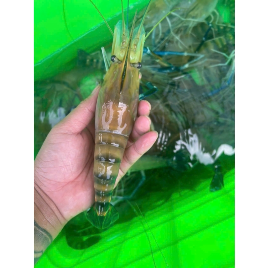 TỐM SÚ - TÔM CÀNG HẤP BIA